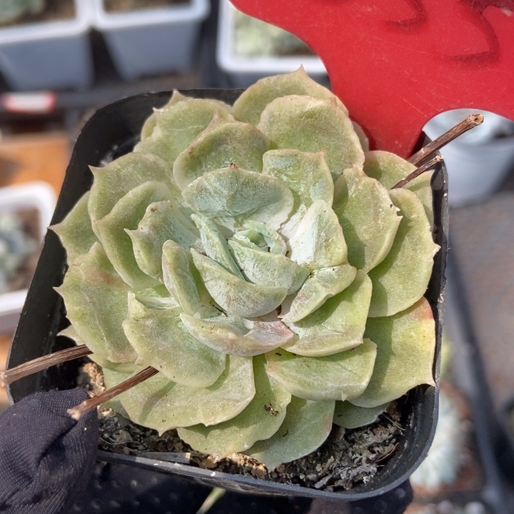35昂斯诺石化多肉植物