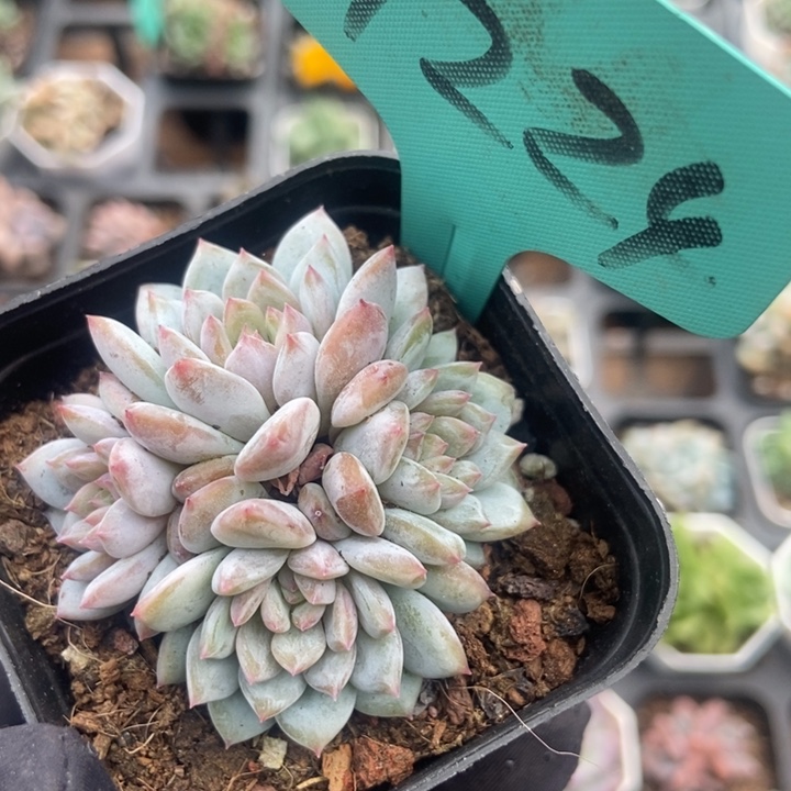224玉芙蓉多肉植物保护