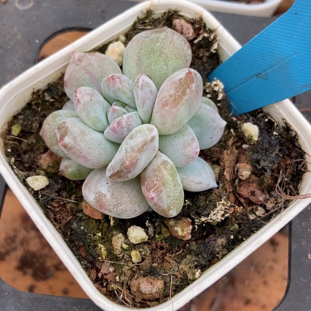 多肉植物鸿拉丝石化a 026
