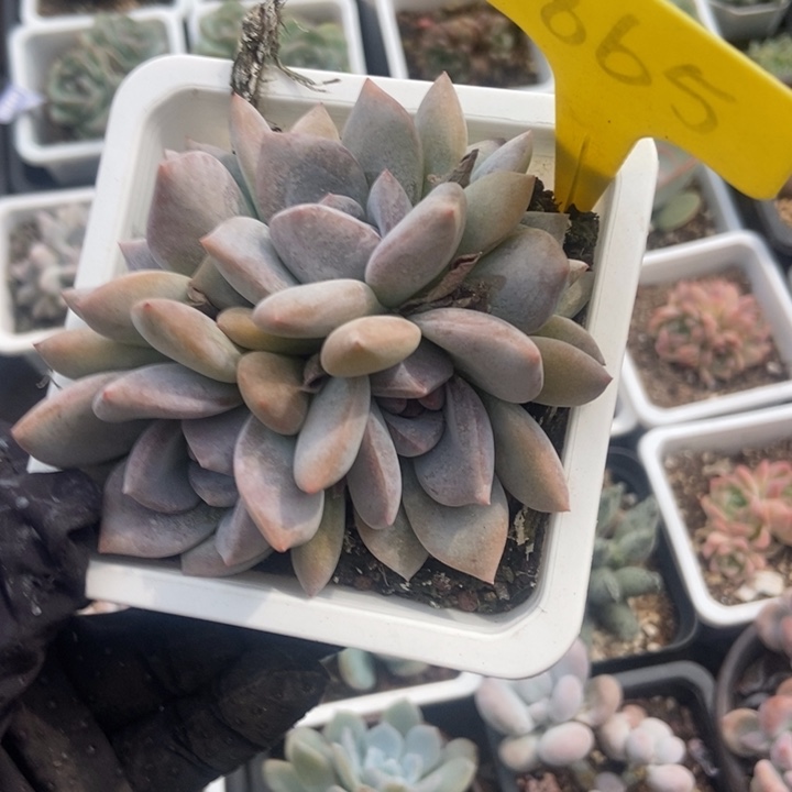 1865石榴籽多肉植物