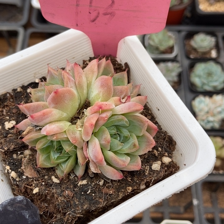 763西施多肉植物保护