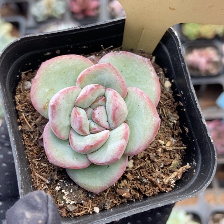 797泡芙石化多肉植物