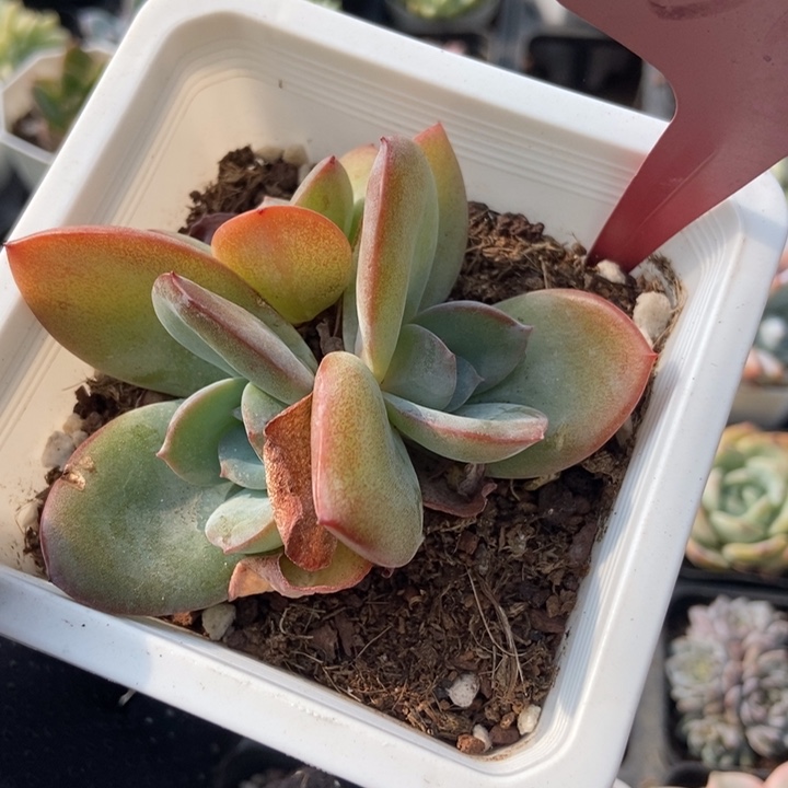 615布鲁蓝多肉植物