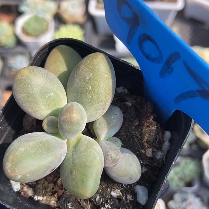 9017糖果美人多肉植物