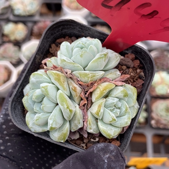 444翡翠冰玉多肉植物