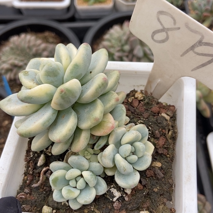 879劳尔锦多肉植物