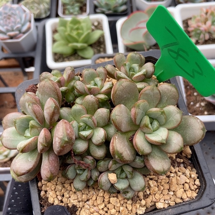 783葡萄多肉植物保护
