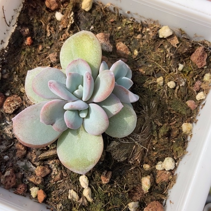 1746奶茶多肉植物