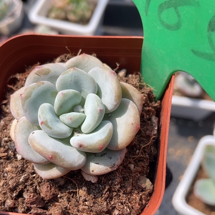 985雪宝宝多肉植物