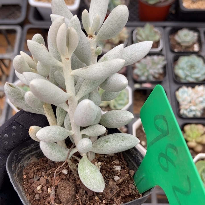 982银月多肉植物