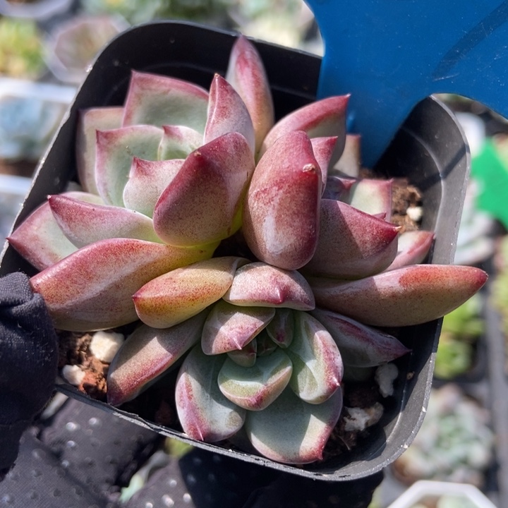 889夜魔侠多肉植物