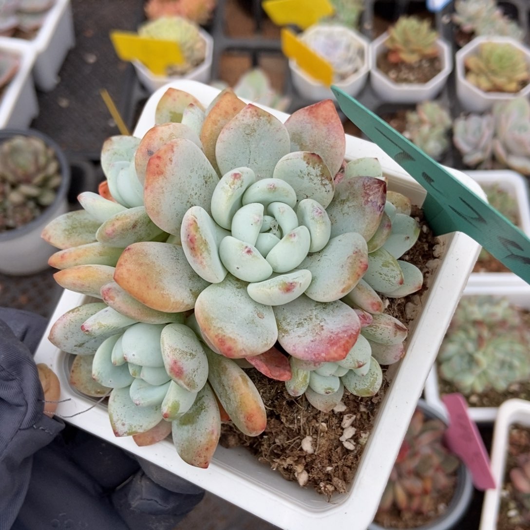 7024冷香多肉植物保护
