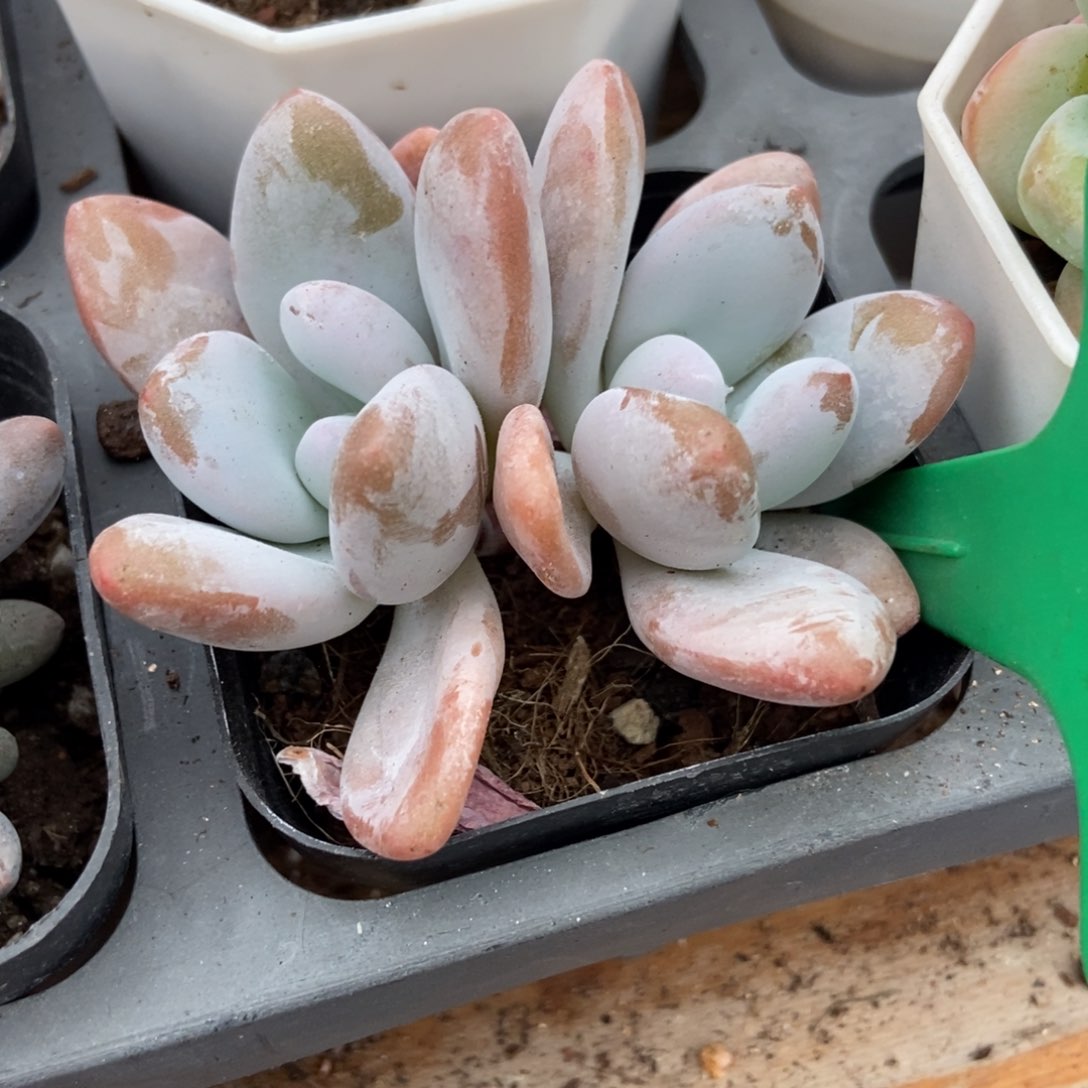 多肉植物粉兔1028