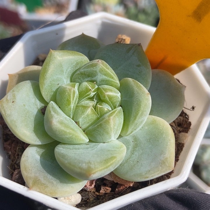 576珍妮多肉植物保护