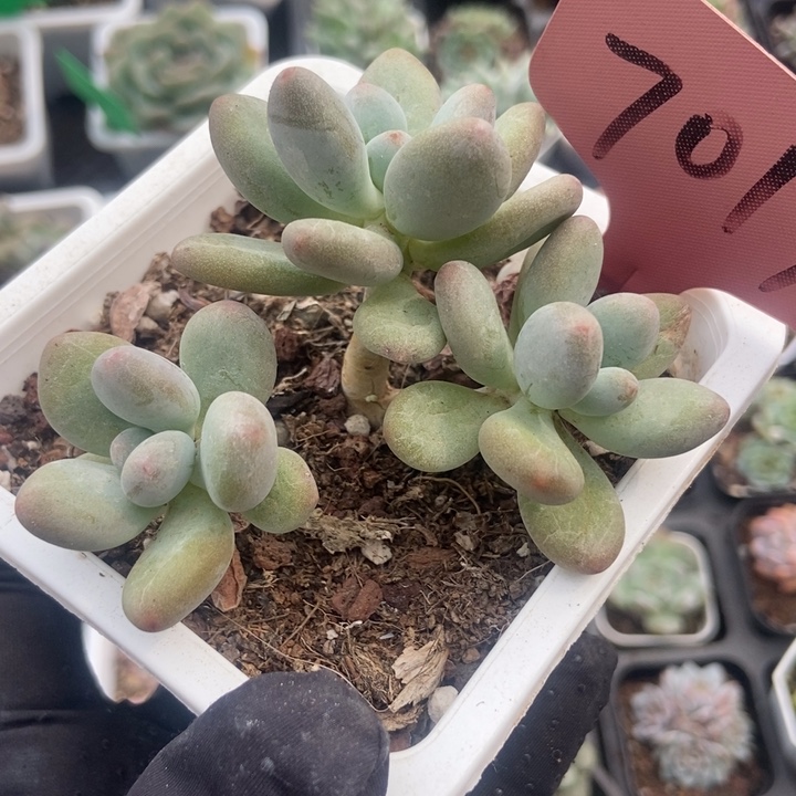 7017苹果奶多肉植物