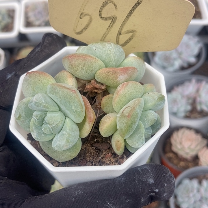 696冰玉多肉植物保护