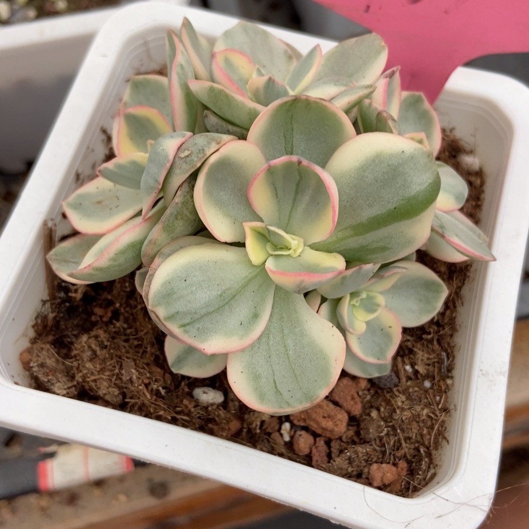 多肉植物秀妍锦763