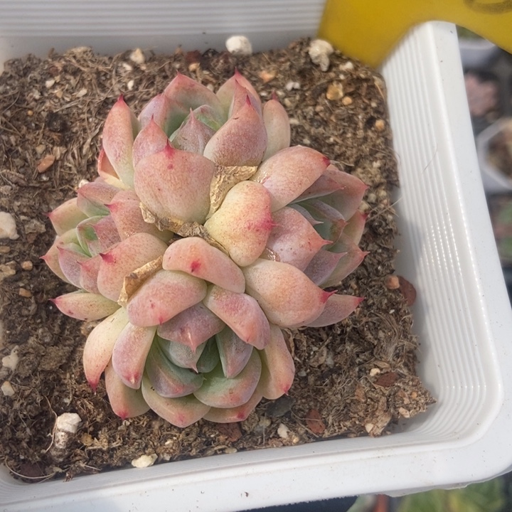 1088西施多肉植物保护
