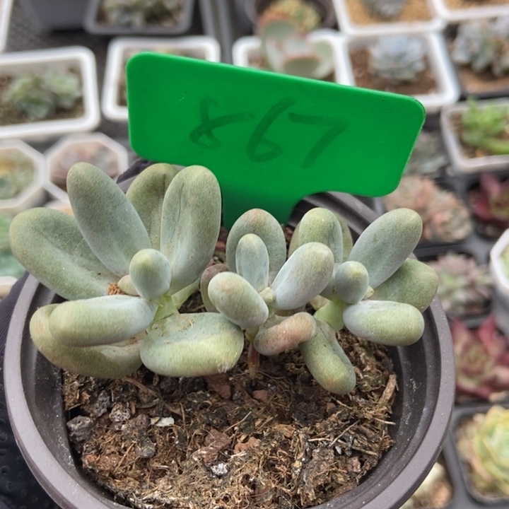 867糖果美人多肉植物