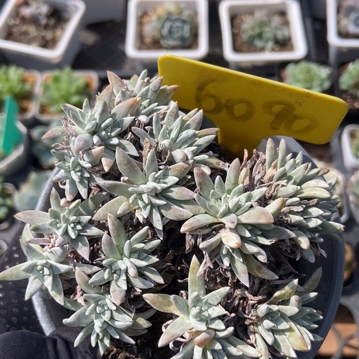6090白菊多肉植物保护