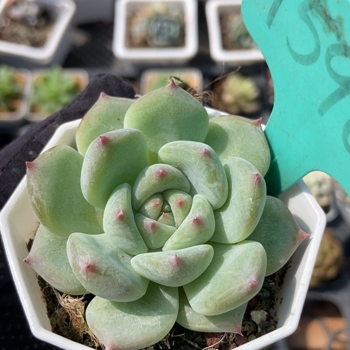 1596白拉糖多肉植物