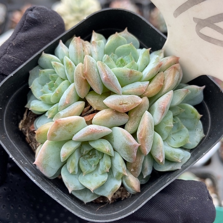 961冰魄多肉植物保护