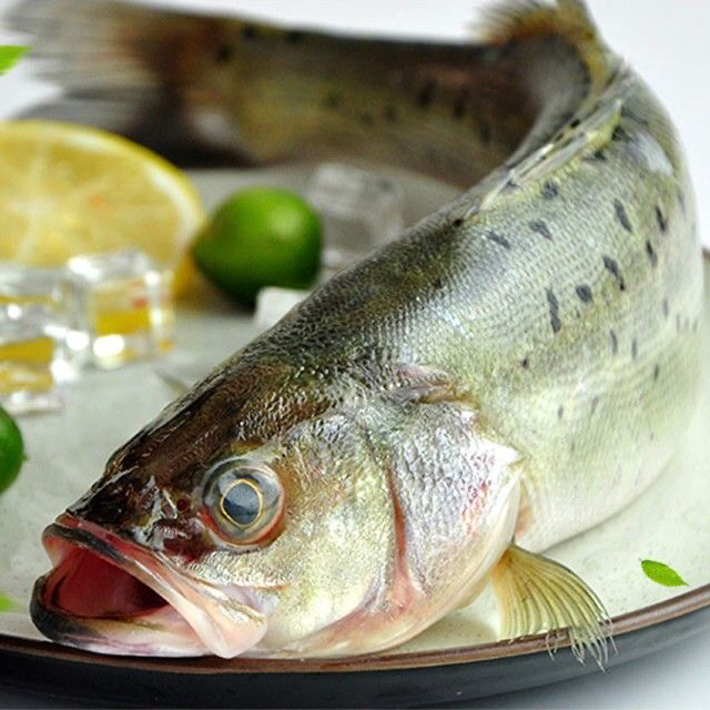 新鲜海鲈鱼 连云港发货