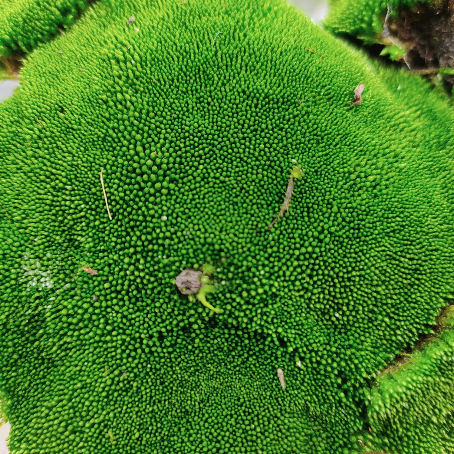 苔藓微景观青苔盆景装饰造景植物铺面室内绿植