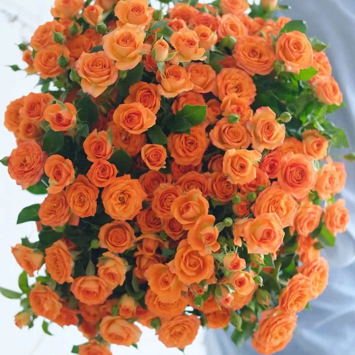 【植予花田】A级高品质多头玫瑰玫瑰  室内鲜切花