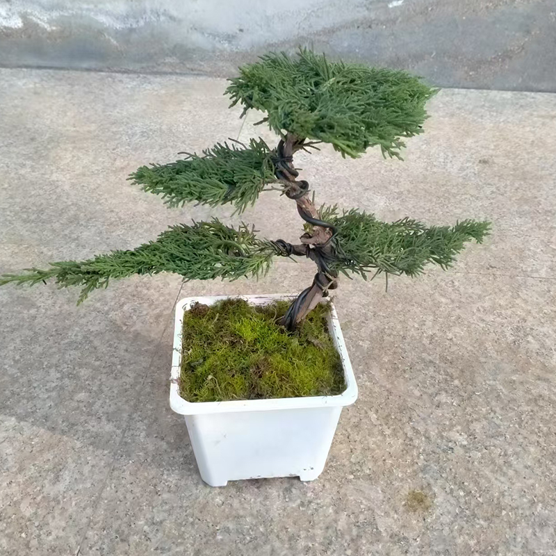 济州真柏盆景一物一拍链接