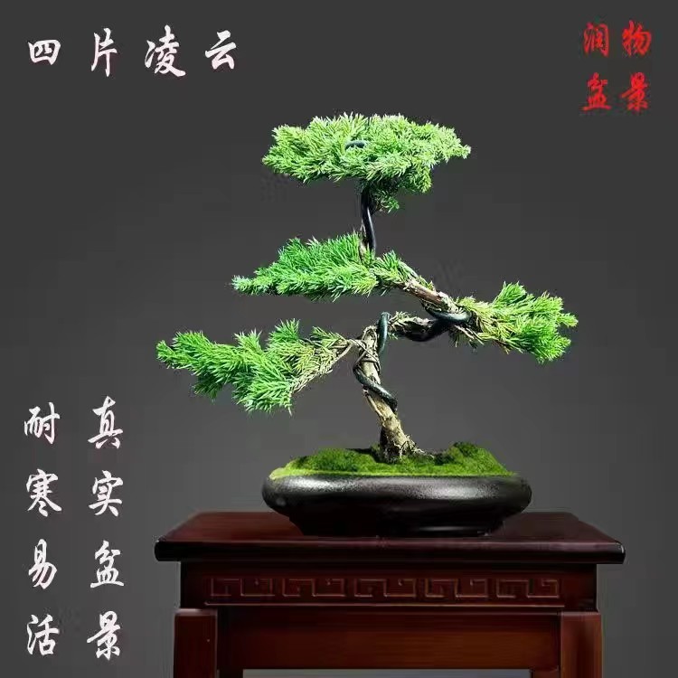 罗汉松盆景盆栽地栽苗