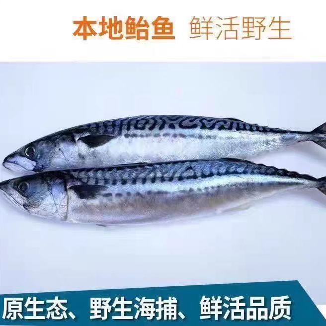 船冻鲐鲅鱼4斤5条以内(大号）有破皮易脱刺介意勿拍冷冻发货包邮