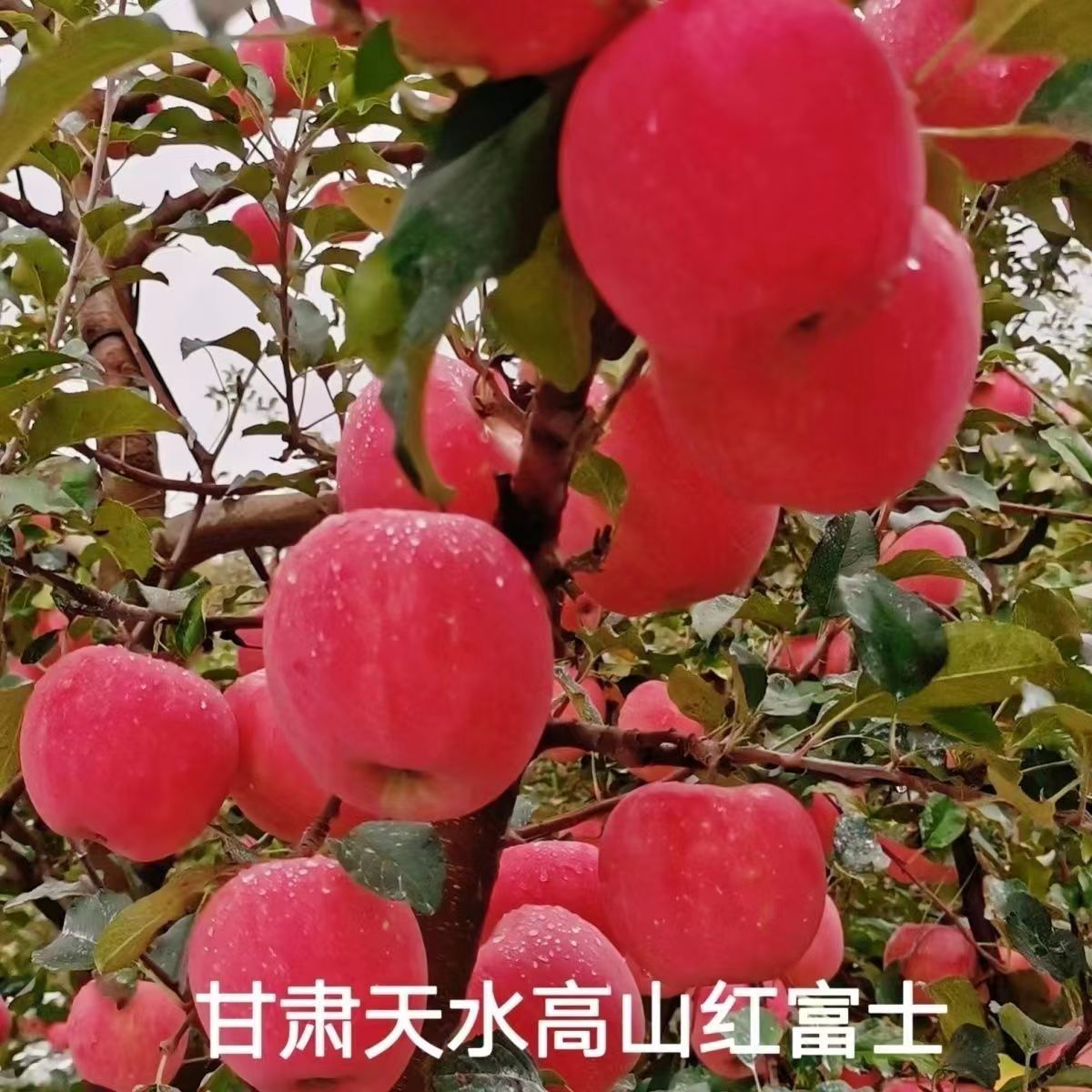 苹果很好吃好甜好脆