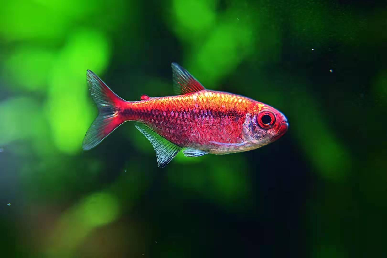 【豆丁植播】（珍宝级）白金红月可卡 灯科鱼 热带鱼