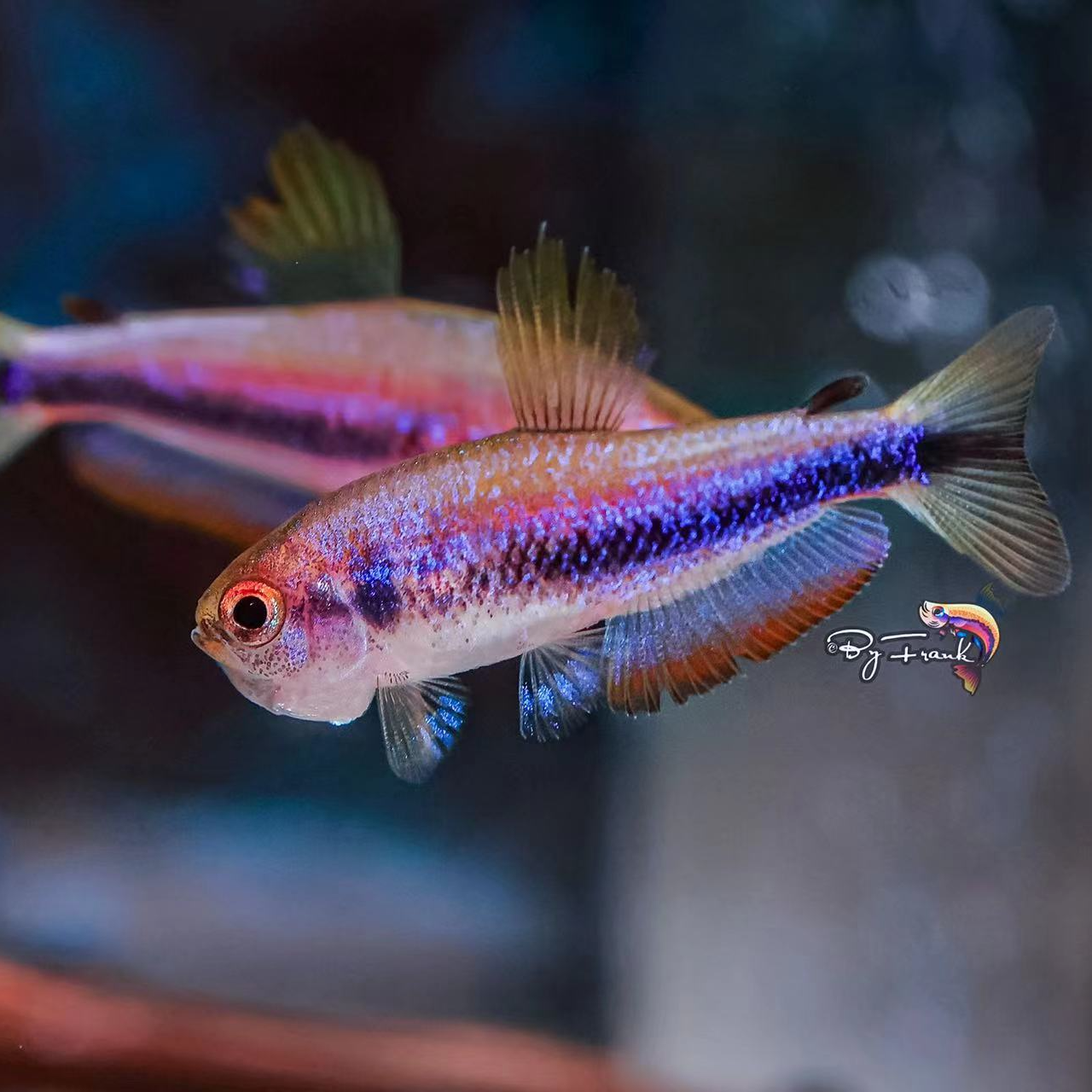 （珍宝级）超级DY/电光DY灯鱼