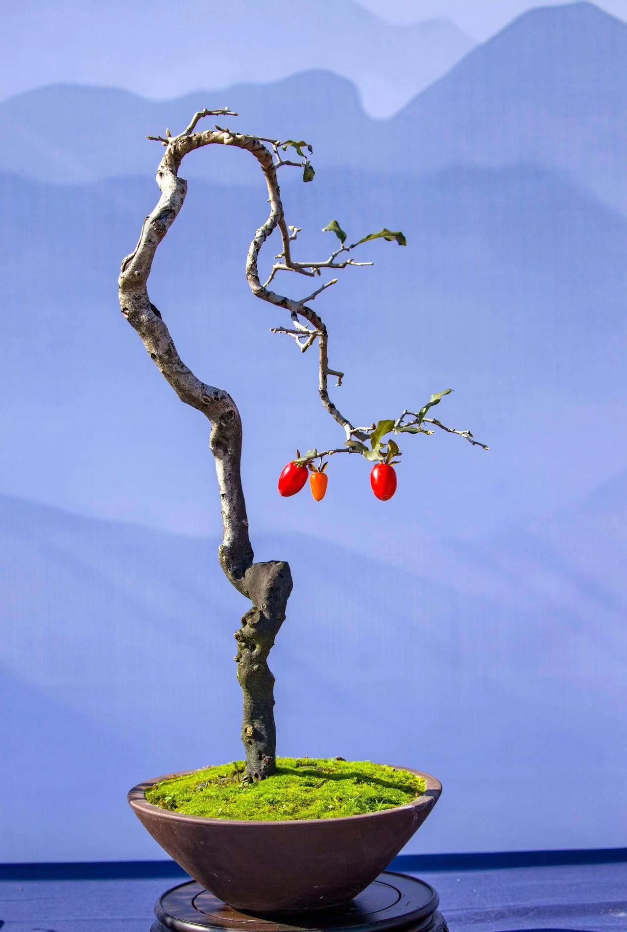 老鸭柿/金弹子/造型盆景/老桩