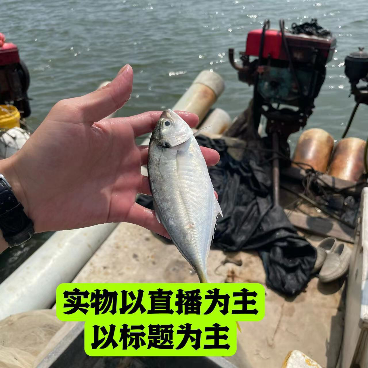 1号链接惠来新鲜海鱼顺丰包邮