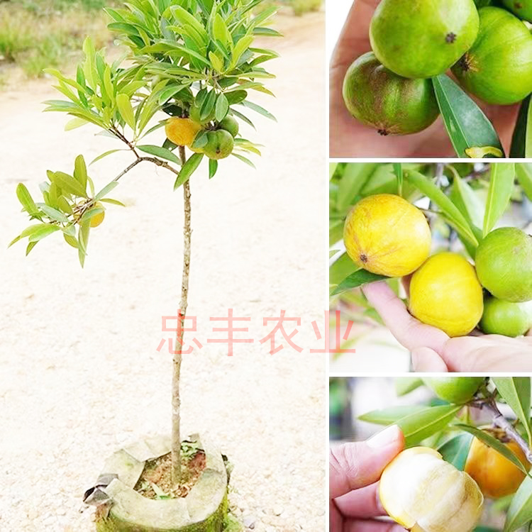 山竹树苗岭南黄金山竹果庭院挂种植带土苗木优良修剪成活挂果根部