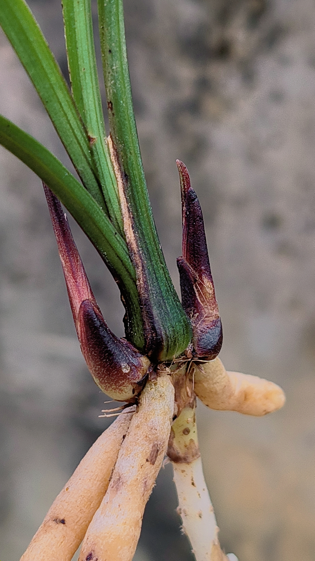 莲瓣兰红芽土货  以直播为准。一物一拍。喜欢才拍