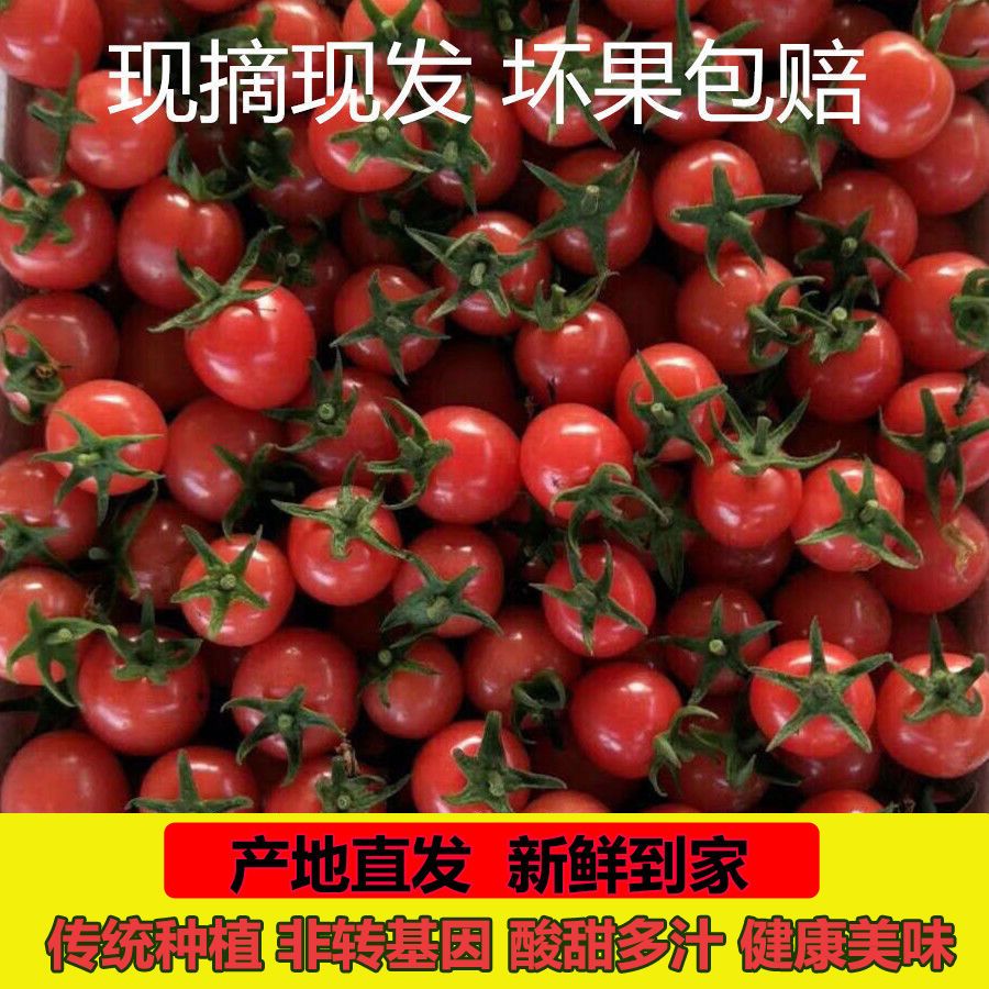 山东千禧圣女果新鲜小番茄当季现摘水果樱桃柿子农家蔬菜小西酸甜