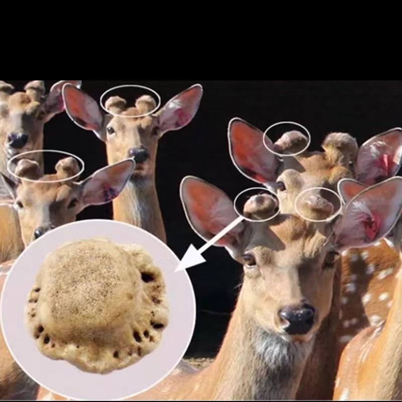 瀚森鹿业 东北梅花鹿角完整 不打粉  500克