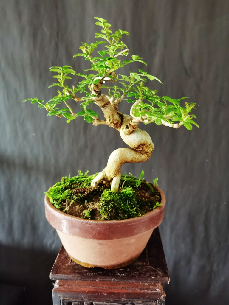 对节白蜡微小型盆景，精品小老桩