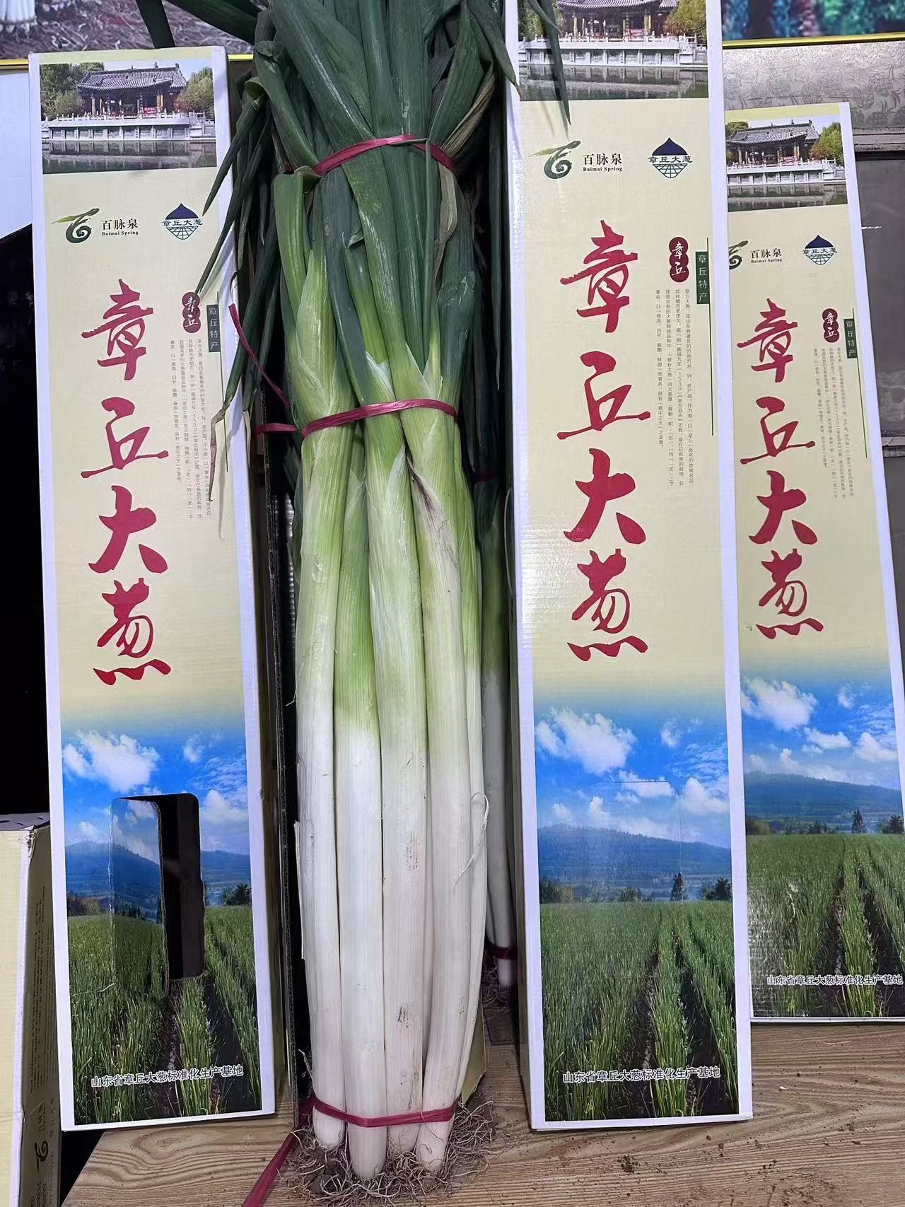 【章丘大葱】原产地直销 葱农现刨现发 正宗新鲜5斤装/9斤装