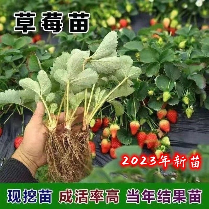 奶油草莓秧苗南北方种植当年结果食用四季草莓奶油草莓苗阳台绿色