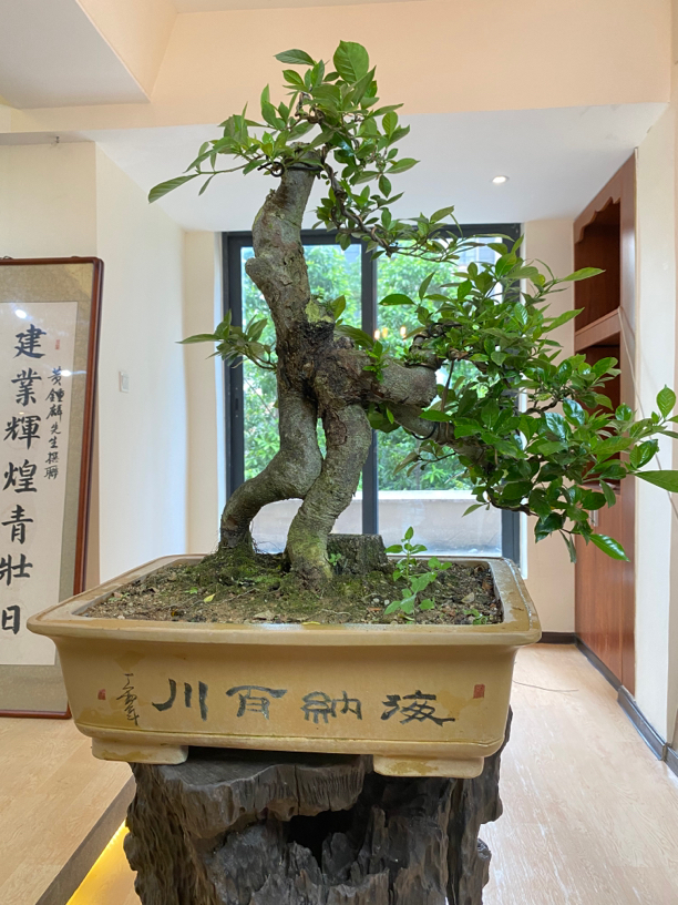 海岛栀子花 老盆口