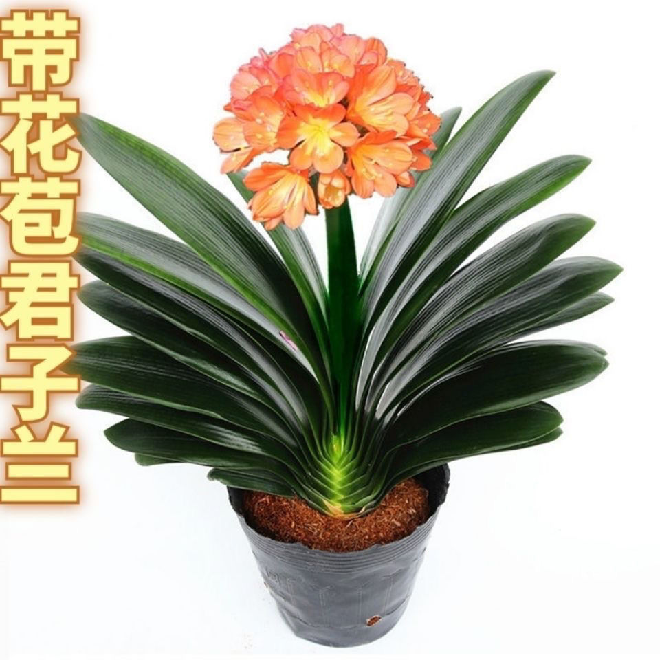【精选君子兰开花盆栽】四季常青植物君子兰大苗