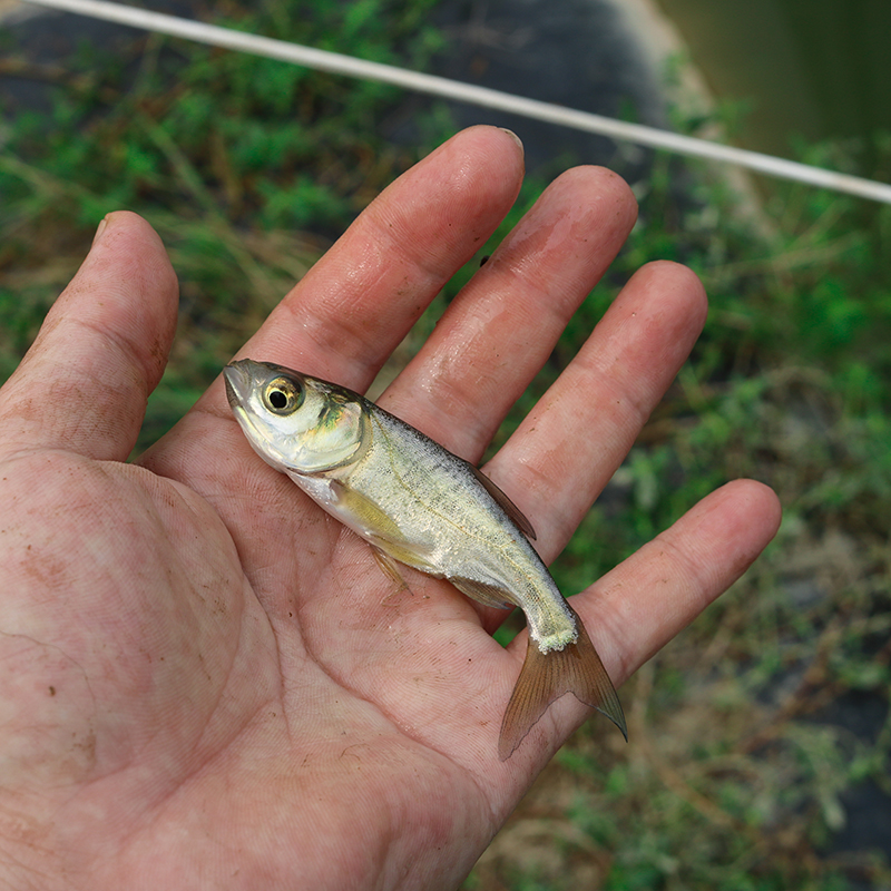 花鲢鱼大头鱼小鱼四川发货淡水养殖食用观赏均可