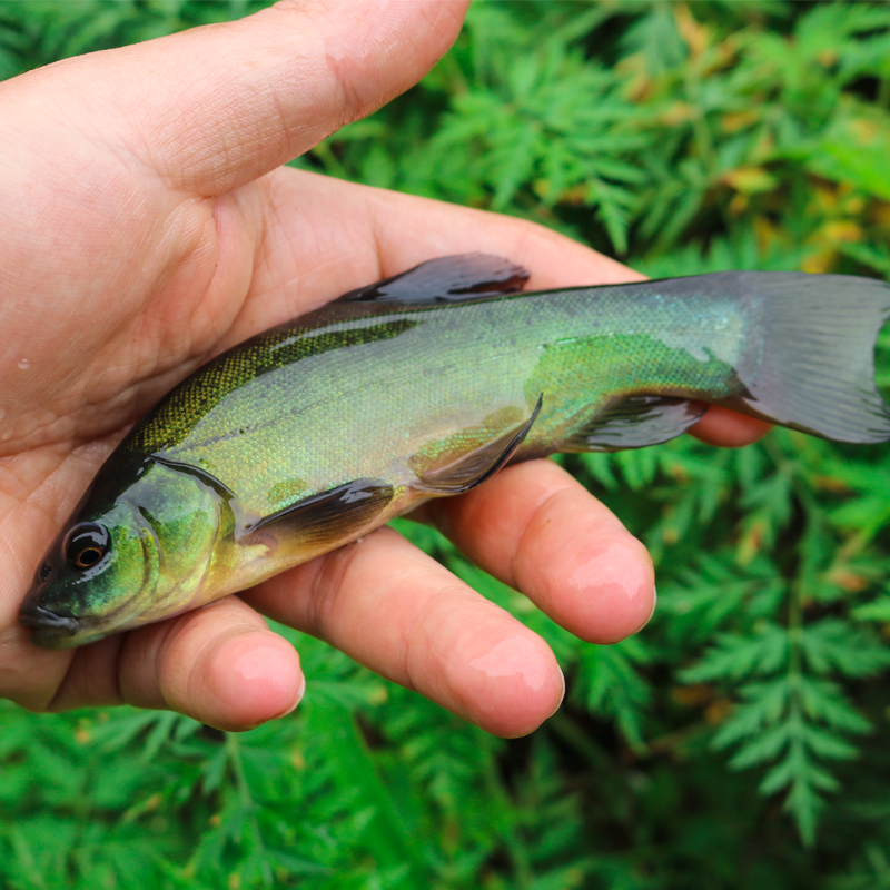 丁桂鱼小鱼四川发货淡水养殖食用观赏均可吃五谷杂粮