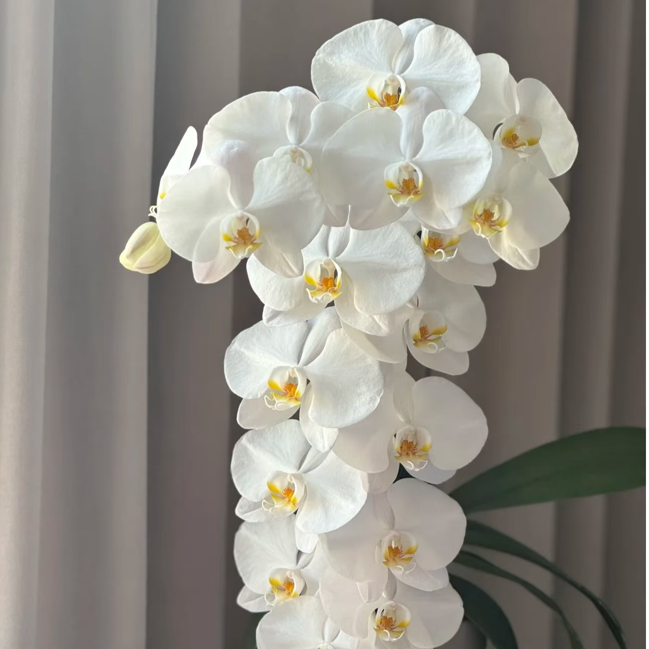 【V3大白】 （带花剑） 蝴蝶兰~高档、美观室内花卉