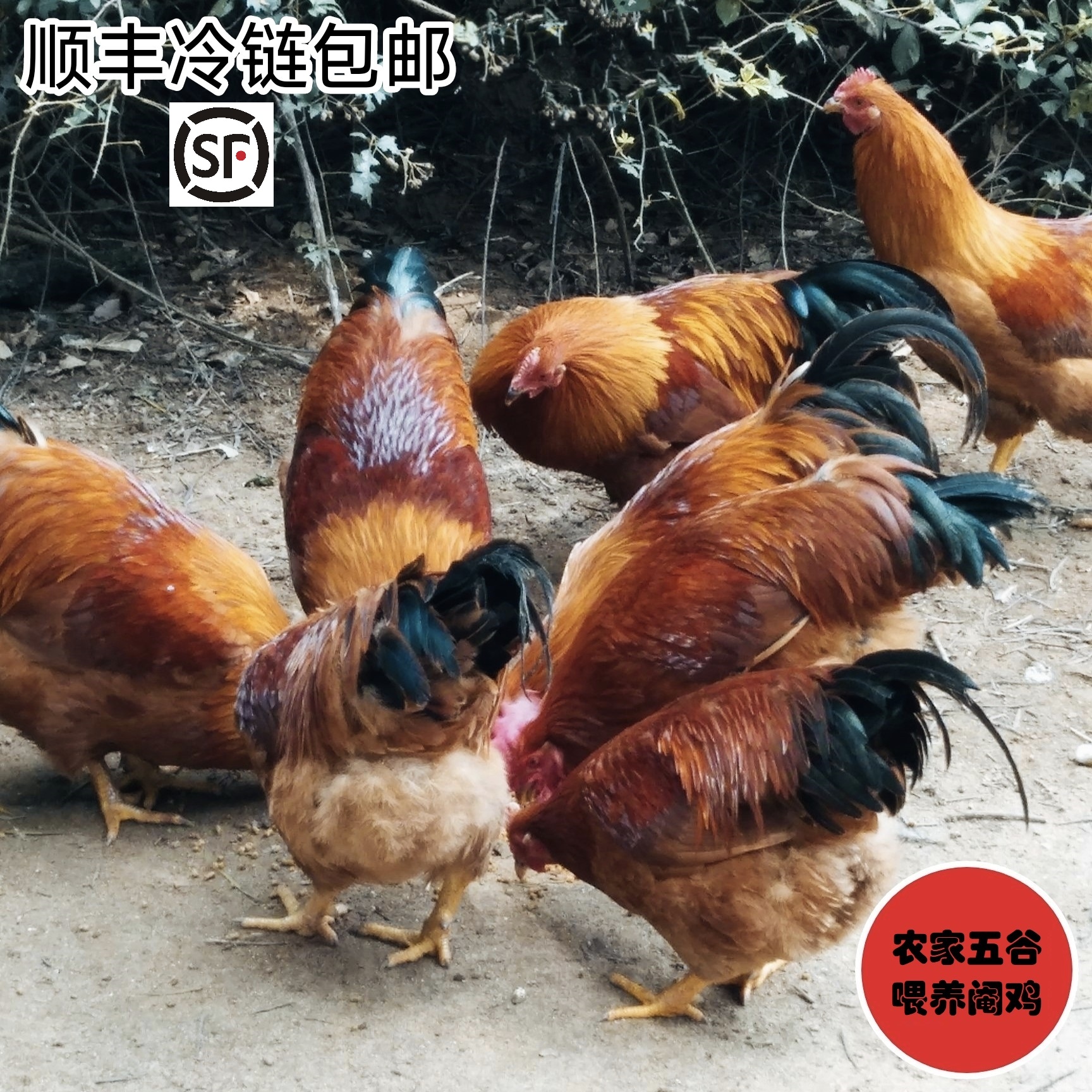 3号链接阉鸡一只188元毛重5.5斤-6.5斤包邮农家五谷喂养三黄阉鸡